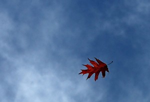 like a driven leaf - innerstream