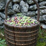 olive-basket