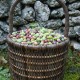 olive-basket