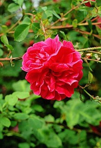 rose-among-thorns - innerstream