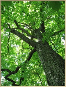 what I learned from a tree innerstream