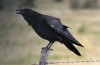 selfish as a raven - innerstream