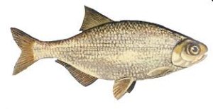 kosher-innerstream.ca
