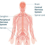 Many Organs; One Organism organism