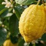 Etrog